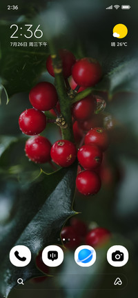 Winter Berries