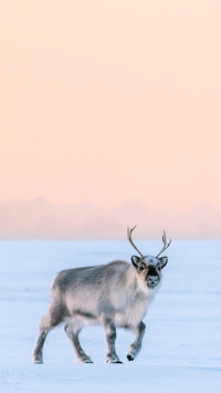 Young rendeer in the cold with sunset in background