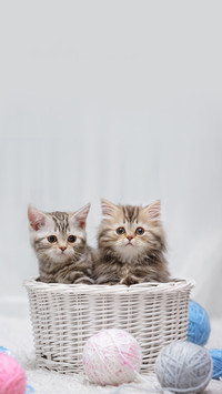 猫咪的长寿秘诀在这里