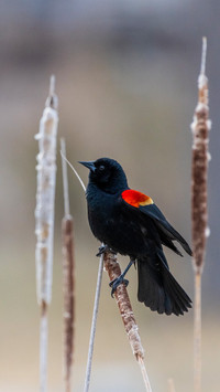Songbirds on the branches