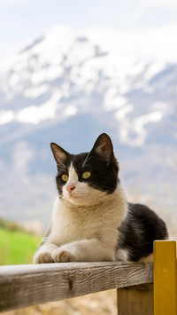 Black and white european cat
