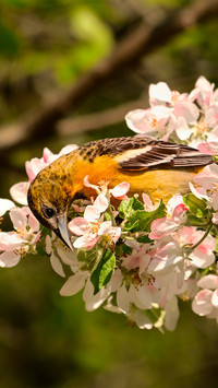 A female north american oriole on an apple tree