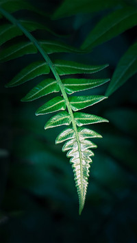 Macro green plants