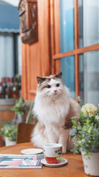 Puppet cat hair smoothing tips