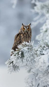 Owl is Standing in The Tree