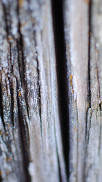 Close-up of weathered wood grain