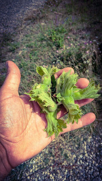 Green Fındık
