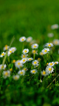 German fields
