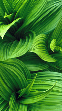 Green eye protection wallpaper