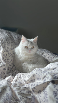 了解猫咪 才能教好猫咪