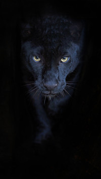 PAIXIN-animal (4)