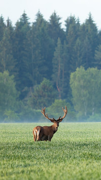 Group of red deers standing on field in morning mist