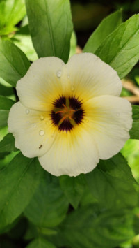 Redmi K20 (14)