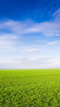 Green Grass