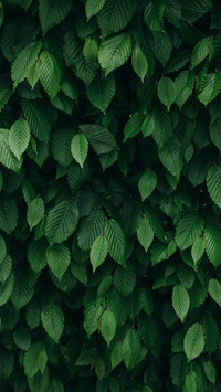 Green eye protection wallpaper