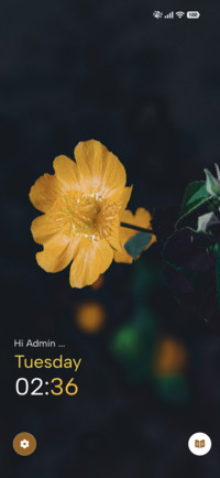 Golden Adonis
