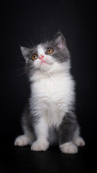 英短小奶猫