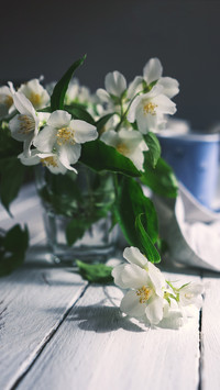 Jasminum sambac Winter Guide 67