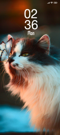 Kitty Moment