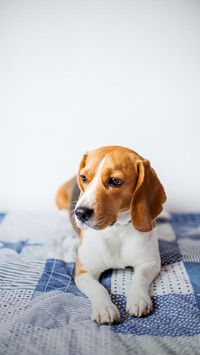 Dog484