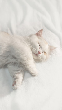 揭秘猫咪独特的睡眠习惯