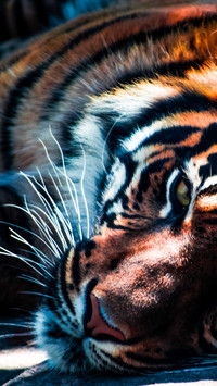 tiger (6)