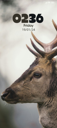 Wild Deer