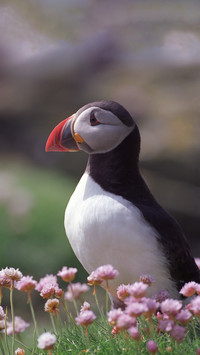 Cute animals-0