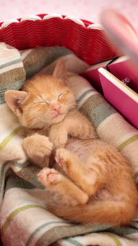 Sleeping kitten