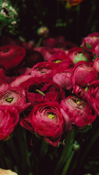 Flowers and Plants (21)