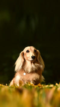 A miniature dachshund that recommends in nature