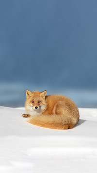 Ezo Fox Lying on a Snow Covered Mound