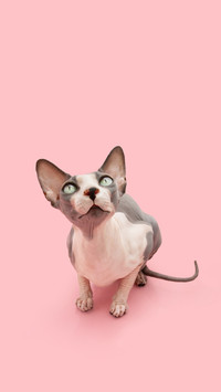 Tips for taking care of hairless cats