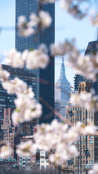 Viewing the Empire State Building through Sakura 40