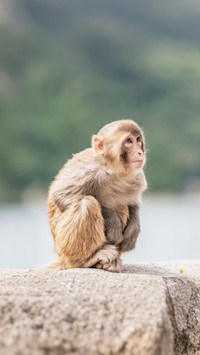 Monkeys have also started to eat soil