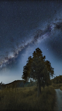 The outlines of trees in the night sky 2