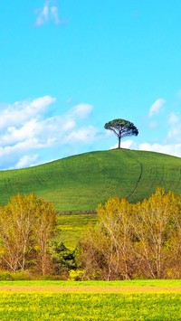 A lonely tree