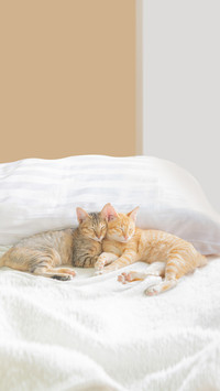Two Cute Thai Cats Sleeping on the Bed