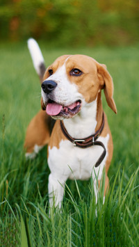 活泼好动的比格犬