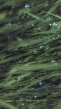 雨露清明 (5)