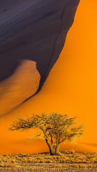 Single Tree in front of Dune
