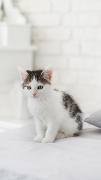 Cute Kitten in Cozy Home Interior