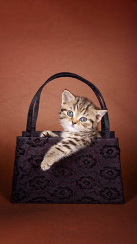 Cat cat cat cat cat cat cat cat cat cat cat cat cat cat cat