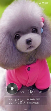 Puppy Qo