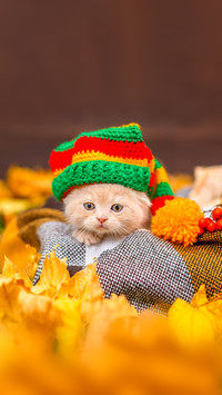 Small lilac kitten with hanging ears with a colorful hat