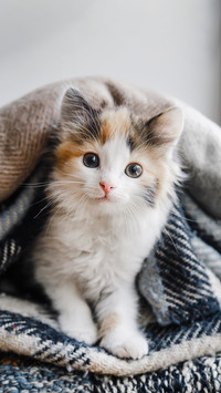 关于猫咪眼睛的秘密