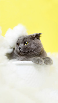 猫咪为何总是睡觉