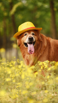Suitable pet dog for children 7