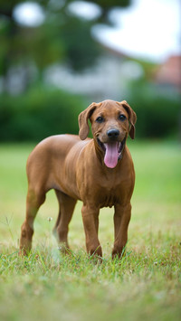 优秀的工作犬