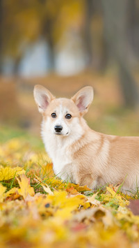 Pembroke Welsh Corgi Puppy in Autumn